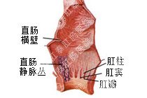 直肠炎百科
